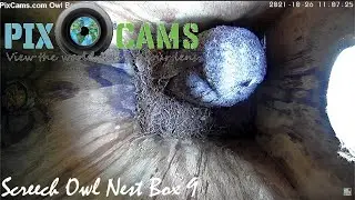 PixCams.com  Owl Box 9 Live Stream