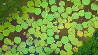 COLOMBIA 2025 | Amazonas | Cinematic Journey Video | 4K