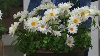 Cottage Farms 4-piece Perpetuals Bright White Shasta Daisy on QVC