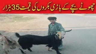 Pahari Bakray Latest Updates | Sialkot Aimnabad Road Mandi 2022 | Sialkot Pahari Bakray 2022