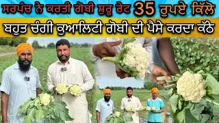 ਮਿਤਰੋਂ ਸਰਪੰਚ ਨੇ ਕਰਤੀ ਗੋਬੀ ਸ਼ੁਰੂ // ਰੇਟ 35 ਰੁਪਏ ਕਿੱਲੋ // ਬਹੁਤ ਚੰਗੀ ਕੁਆਲਿਟੀ ਗੋਬੀ ਦੀ /ਪੈਸੇ ਕਰਦਾ ਕੱਠੇ🔥❌