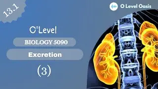 Urea as the metabolic waste product | Chapter 13 | Excretion | Unit 13.1| Excretion