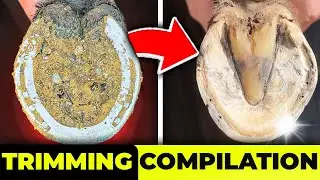 Horse Hoof Cleaning Compilation [8 Minutes Of Full Restoration]