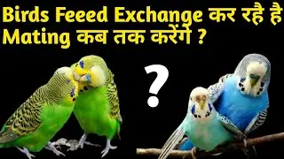 Birds Feed Exchange Kar Rahe Hai Mating Kab Karange | Pair Lagnai Kai Kitnai Din Baad Mating Hoti He