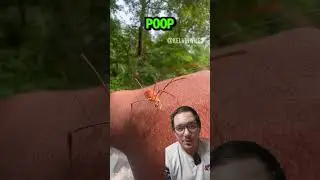 You have been lied to about the Daddy Long Legs #animalfacts #daddylonglegs