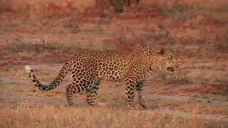 Leopard free stock footage - stock footage - stock video - royalty free background video hd