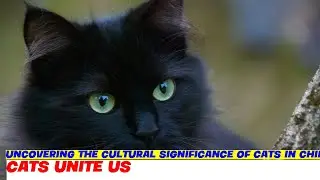 Uncovering the Cultural Significance of Cats in China