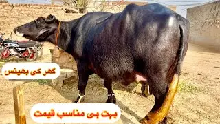 Beautiful buffalo For Sale in 92 Animal Tv || Nili Ravi Buffalo || Buffalo Farming .20 December 2025