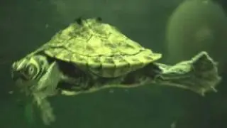 Turtles and Oscar - Freshwater aquarium