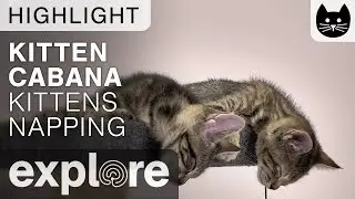 Two Kittens Napping and Almost Fall!! - Live Camera Highlight