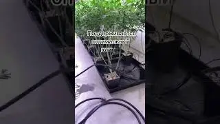 Производство конопляного масла CBD