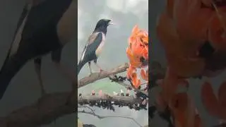 Rosy starling bird sounds #birds #birdsong #nature #forest #bird #shorts