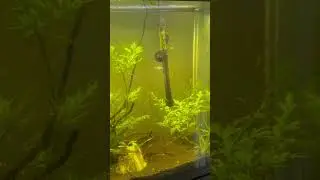 Tank update