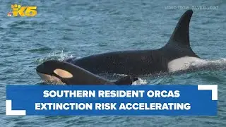 Study: Warning signs indicate Southern Resident orcas extinction risk is accelerating rapidly