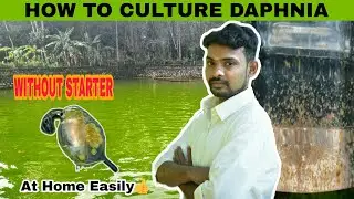 How To Culture Daphnia | Without Starter | At Home Easily | Aathi Aqua Vlog