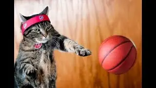 Cat Food Bracket Video 2! Blue vs. Merrick