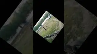 Дрессировка🐕 немецкой овчарки, старое видео.