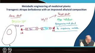 Lecrure 13: Engineering tropane alkaloid pathways in plants - I #swayamprabha #CH31SP