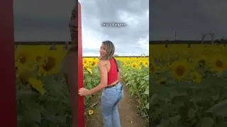 Pick Your Own at a Sunflower Farm - Just outside Edinburgh - Balgone Farm