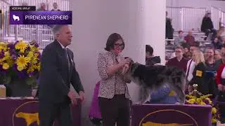 Pyrenean Shepherds | Breed Judging 2026