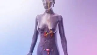 Endocrine System Glands: Learn@Visible Body