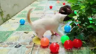 The White Kitten Had Just Arrived At The Shelter And Was Already Making Friends With The Other Cats