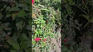 #red #jasmine #rurallife #ruralvlogs #farming