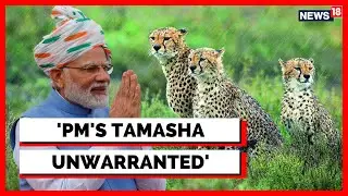 Cheetah In India | Congress Calls The Project A 'Drama' | PM Modi Birthday | English News | News18