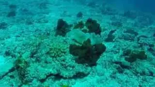 Diving the Gilis