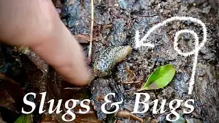 Prevent PEST/BUG PROBLEMS in the Garden | 5 WINTER ACTIONS NOW to Help This Spring!