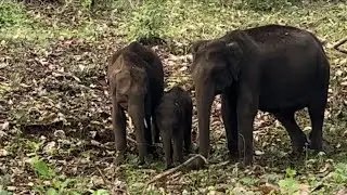 Bandipur road trip | Bandipur forest | Jungle safari | Muthanga to Bandipur@vns-techtraveleat