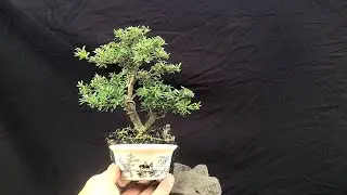 Bonsai 169 - Linh Sam 86 2 th&acirc;n d&aacute;ng mẫu chi c&agrave;nh gi&agrave;, v&ocirc; chậu chơi Tết đẹp (Đ&atilde; ✈️)
