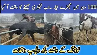 Loading of cattle for beef factory | Fattening farm business in Pakistan | #fattening #villagelife