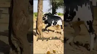 THISE COW IS VERY DANGEROUS 😈| COW IS VERY ANGRY #cowvideos #zhvlogs #eiduladha