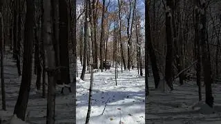Winter Riding in Spider Lake #offroading #automobile #offroad #atv #snow #canam #winter