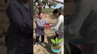 🍎✨ Veja que ma&ccedil;&atilde;s incr&iacute;veis elas cultivaram#Ma&ccedil;&atilde;sIncr&iacute;veis #ColheitaDeMa&ccedil;&atilde; #OrgulhoDoCampo #Plantar