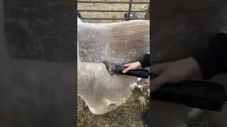 Sheep Blanket