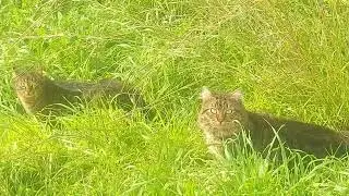 A soft, affectionate moment shared by two cats under the sun after a cold day.