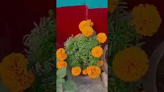 #everyone #india #shortvideo #flowers 🏵️🏵️🏵️🌼🌼