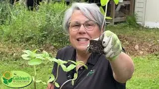 Part 1: How to Grow a Summer Cutting Garden: Easy Steps for Flower Success
