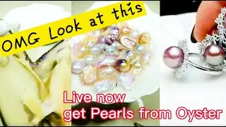 Natural Pearl from Oyster | Open Shell take Pearls | Pearl Jewelry Workshop Giant peacock Live Now!
