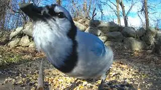 Hypnotizing Rock Wall Video For Cats - 11 Hour Birdsong - Pesky Birds and Squirrels ! Watch All Day