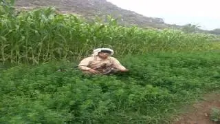 منطقه القويم محافضه البيضاء