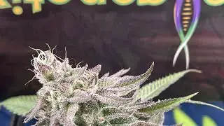 Spider farmer SF-4000, SE-3000, Week 7 day 49 flower update