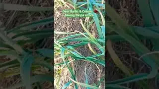 Thrips attack on Desi Garlic & Onions || Garlic farming techniques #viral #agriculture #farming