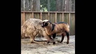 Emu Eats Food From Ground By Making Their Way Between Lamb's Legs - 1200920