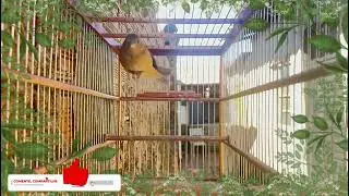 FÊMEA de BAIANO Chamando FOGOSA levanta DEFUNTO!