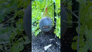 Home Grown Watermelon!