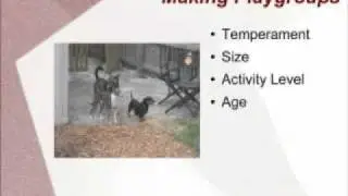 Dog Day Care Business Plan - DoggyDayCareCoach.com