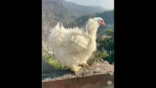 #world top 7 chickens@infoentertainment